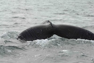 Whale, Humpback-070807-Perenosa Bay, Afognak Island, AK-0076.jpg