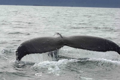 Whale, Humpback-070807-Perenosa Bay, Afognak Island, AK-0077.jpg