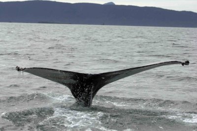 Whale, Humpback-070807-Perenosa Bay, Afognak Island, AK-0080.jpg