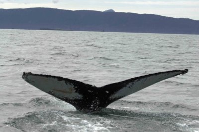 Whale, Humpback-070807-Perenosa Bay, Afognak Island, AK-0081.jpg