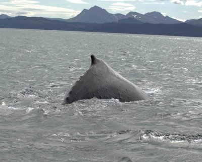 Whale, Humpback-070807-Perenosa Bay, Afognak Island, AK-0082.jpg