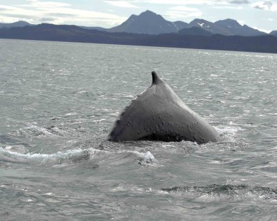 Whale, Humpback-070807-Perenosa Bay, Afognak Island, AK-0083.jpg