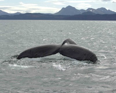 Whale, Humpback-070807-Perenosa Bay, Afognak Island, AK-0084.jpg