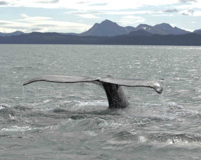 Whale, Humpback-070807-Perenosa Bay, Afognak Island, AK-0085.jpg