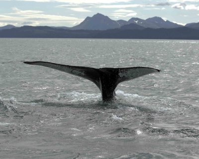 Whale, Humpback-070807-Perenosa Bay, Afognak Island, AK-0086.jpg