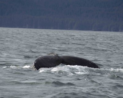 Whale, Humpback-070807-Perenosa Bay, Afognak Island, AK-0091.jpg