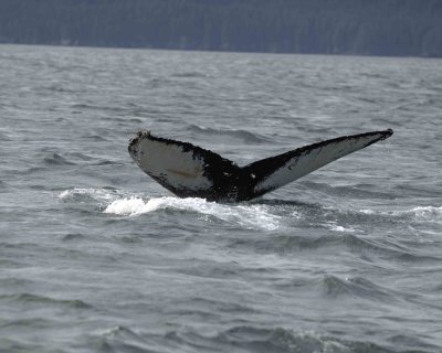 Whale, Humpback-070807-Perenosa Bay, Afognak Island, AK-0093.jpg