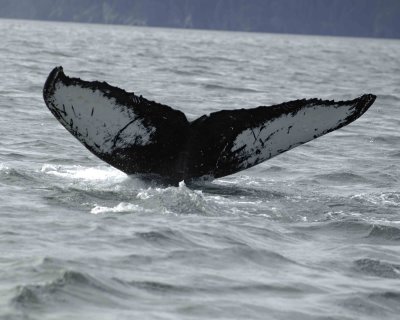 Gallery of Humpback Whale