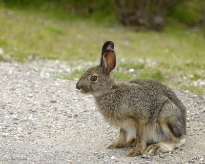 Hare, Snowshoe, Summer Phase-071307-Denali NP Road, Denali NP-0137.jpg