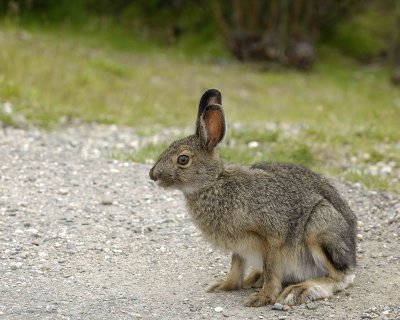Hare, Snowshoe, Summer Phase-071307-Denali NP Road, Denali NP-0138.jpg