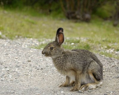 Hare, Snowshoe, Summer Phase-071307-Denali NP Road, Denali NP-0141.jpg