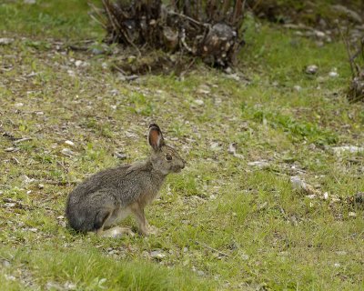 Hare, Snowshoe, Summer Phase-071307-Denali NP Road, Denali NP-0146.jpg