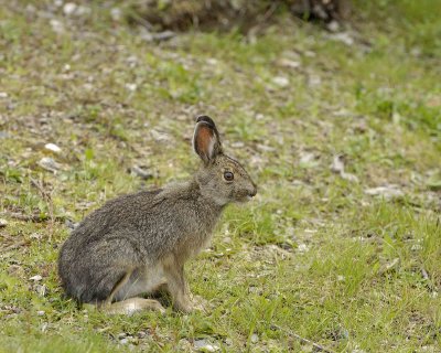 Hare, Snowshoe, Summer Phase-071307-Denali NP Road, Denali NP-0147.jpg