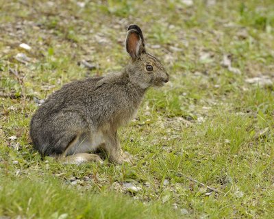 Hare, Snowshoe, Summer Phase-071307-Denali NP Road, Denali NP-0151.jpg