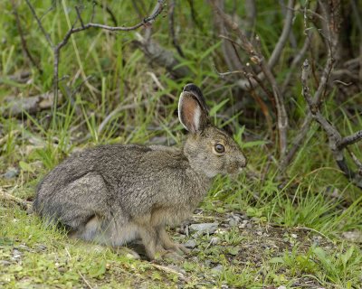 Hare, Snowshoe, Summer Phase-071307-Denali NP Road, Denali NP-0168.jpg