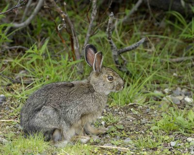 Hare, Snowshoe, Summer Phase-071307-Denali NP Road, Denali NP-0186.jpg