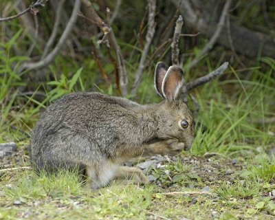Hare, Snowshoe, Summer Phase, washing face-071307-Denali NP Road, Denali NP-0191.jpg
