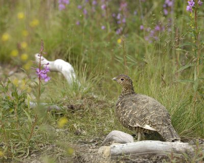 Ptarmigan, Willow, Female-071307-Savage River, Denali NP Road, Denali NP-0258.jpg