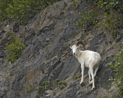 Sheep, Dall, Ram-071907-Turnagain Arm, Seward Highway-0005.jpg