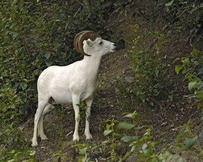 Sheep, Dall, Ram-071907-Turnagain Arm, Seward Highway-0026.jpg