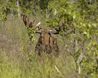 Moose, Bull-072107-Campbell Creek, Minnesota Ave, Anchorage, AK-0120.jpg