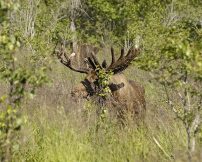 Moose, Bull-072107-Campbell Creek, Minnesota Ave, Anchorage, AK-0127.jpg