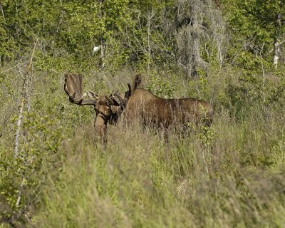 Moose, Bull-072107-Campbell Creek, Minnesota Ave, Anchorage, AK-0134.jpg