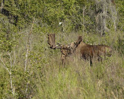 Moose, Bull-072107-Campbell Creek, Minnesota Ave, Anchorage, AK-0137.jpg