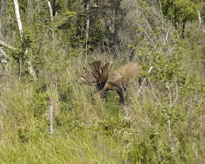 Moose, Bull-072107-Campbell Creek, Minnesota Ave, Anchorage, AK-0139.jpg