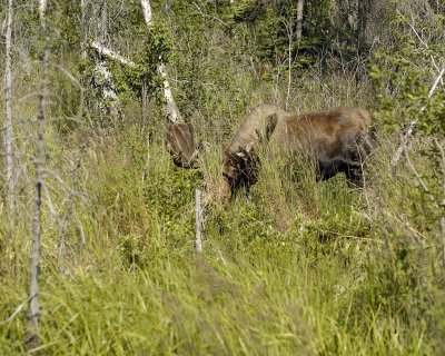 Moose, Bull-072107-Campbell Creek, Minnesota Ave, Anchorage, AK-0140.jpg