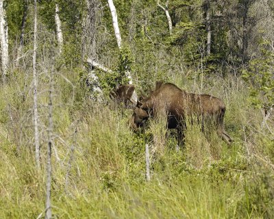 Moose Bull-072107-Campbell Creek Minnesota Ave Anchorage AK-0142.jpg