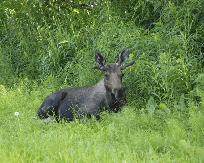 Moose, Young Bull, laying down-072107-Campbell Creek, Minnesota Ave, Anchorage, AK-0156.jpg