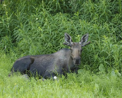 Moose, Young Bull, laying down-072107-Campbell Creek, Minnesota Ave, Anchorage, AK-0175.jpg