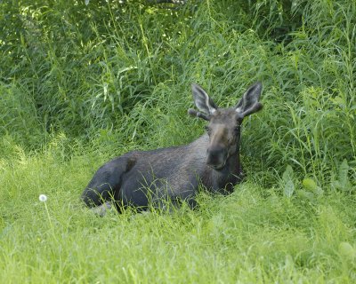 Moose, Young Bull, laying down-072107-Campbell Creek, Minnesota Ave, Anchorage, AK-0179.jpg