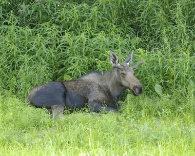 Moose Young Bull, laying down-072107-Campbell Creek, Minnesota Ave, Anchorage, AK-0196.jpg