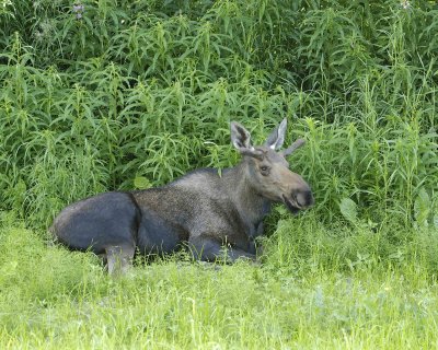 Moose, Young Bull, laying down-072107-Campbell Creek, Minnesota Ave, Anchorage, AK-0207.jpg