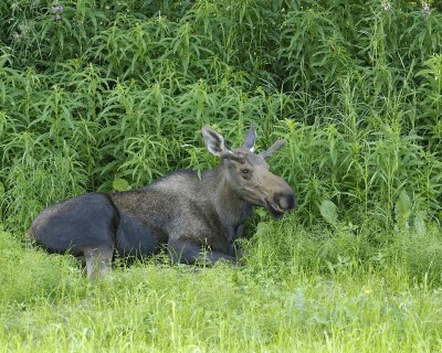 Moose, Young Bull, laying down-072107-Campbell Creek, Minnesota Ave, Anchorage, AK-0208.jpg