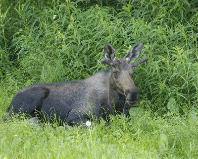 Moose, Young Bull, laying down-072107-Campbell Creek, Minnesota Ave, Anchorage, AK-01690.jpg