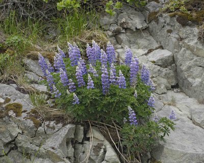 Lupines-071407-Iliuliuk Bay, Unalaska Island, AK-0449.jpg