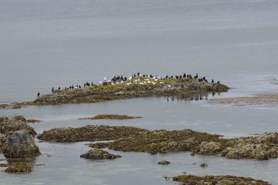 Cormorants & Gulls-071707-Iliuliuk Bay, Unalaska Island, AK-0831.jpg
