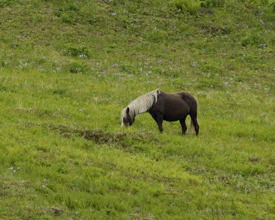 Horse, Wild-071707-Humpy Cove, Summer Bay, Unalaska Island, AK-0753.jpg