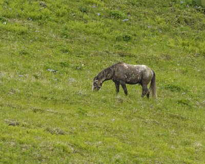 Horse, Wild-071707-Humpy Cove, Summer Bay, Unalaska Island, AK-0757.jpg