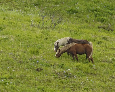 Horses, Wild-071707-Humpy Cove, Summer Bay, Unalaska Island, AK-0770.jpg