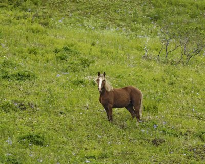 Horse, Wild-071707-Humpy Cove, Summer Bay, Unalaska Island, AK-0773.jpg