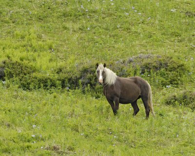 Horse, Wild-071707-Humpy Cove, Summer Bay, Unalaska Island, AK-0777.jpg