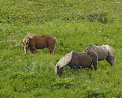 Horses, Wild-071707-Humpy Cove, Summer Bay, Unalaska Island, AK-0782.jpg