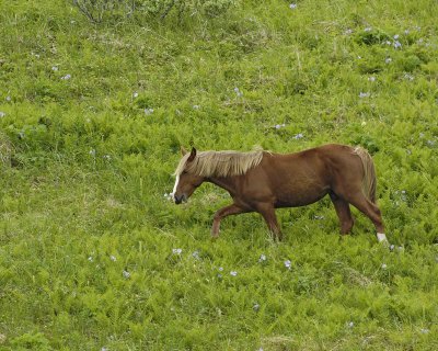 Horse, Wild-071707-Humpy Cove, Summer Bay, Unalaska Island, AK-0788.jpg