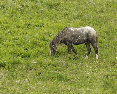 Horse, Wild-071707-Humpy Cove, Summer Bay, Unalaska Island, AK-0789.jpg
