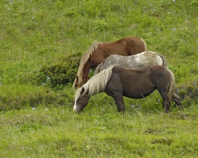 Horses, Wild-071707-Humpy Cove, Summer Bay, Unalaska Island, AK-0790.jpg