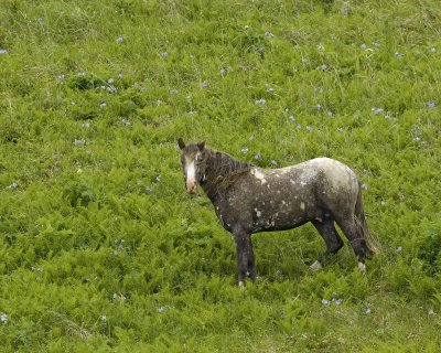 Horse, Wild-071707-Humpy Cove, Summer Bay, Unalaska Island, AK-0795.jpg